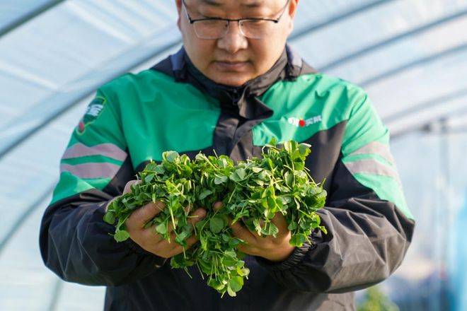 源、高原春菜等小众你吃过几样？pg电子平台春菜正当鲜！药食同(图3)