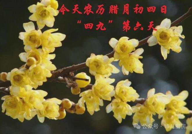 六天记住“吃二样做一事”习俗安康过寒冬pg电子免费试玩模拟器今天“四九”第(图2)